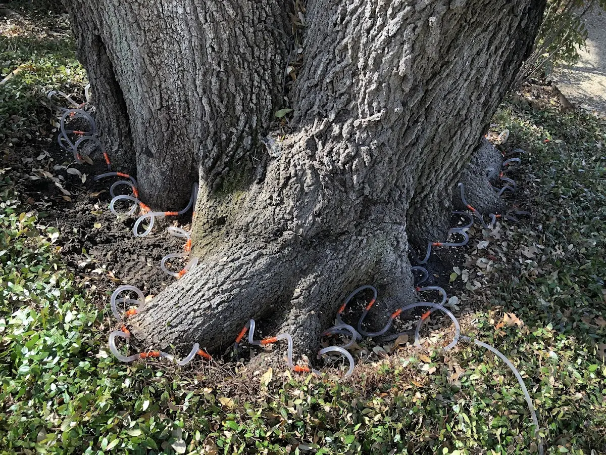 Detailed Tree Cabling and Bracing job site in Platte Center